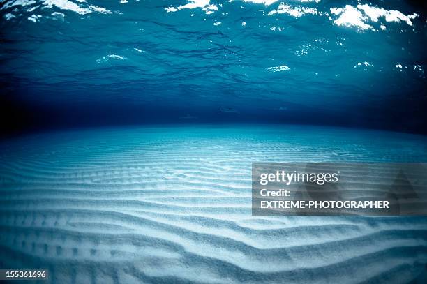 bottom of the sea - marinebasis stock pictures, royalty-free photos & images