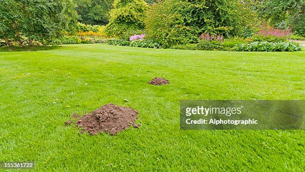 molehills in a formal lawn - molehill stock pictures, royalty-free photos & images