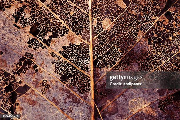 decaying hoja - decay fotografías e imágenes de stock