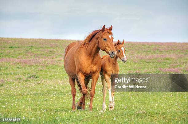 pferde gehen auf mountain meadow - fülle stock-fotos und bilder