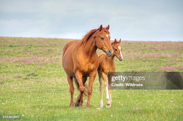 pferde gehen auf mountain meadow - fohlen stock-fotos und bilder