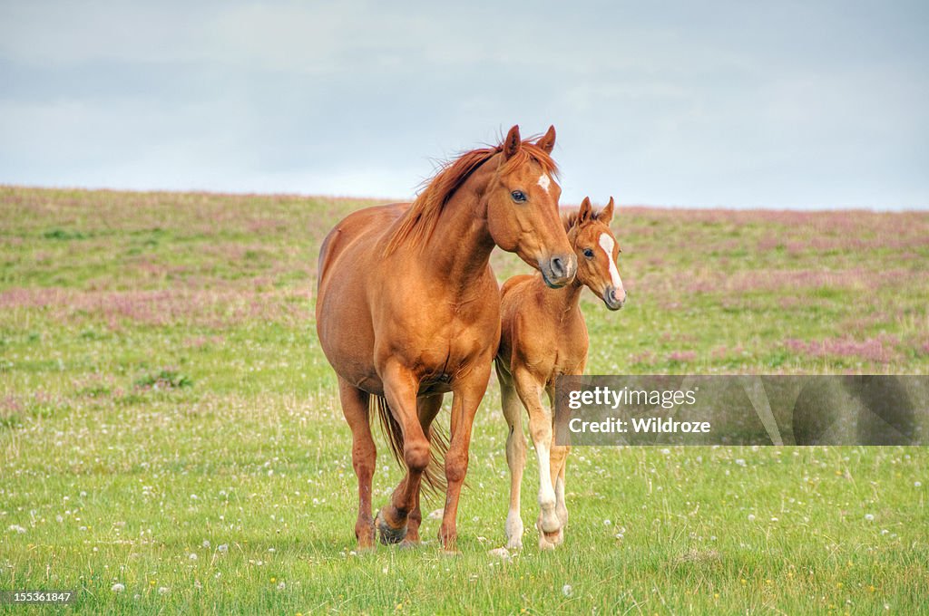 Horses walk across mountain meadow