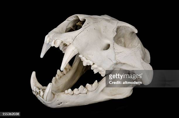 león cráneo - animal teeth fotografías e imágenes de stock