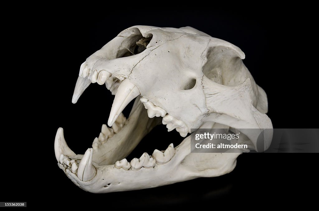 Lion Skull