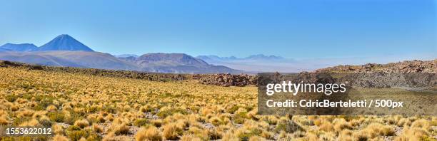scenic view of field against clear blue sky - chili pepper stockfoto's en -beelden