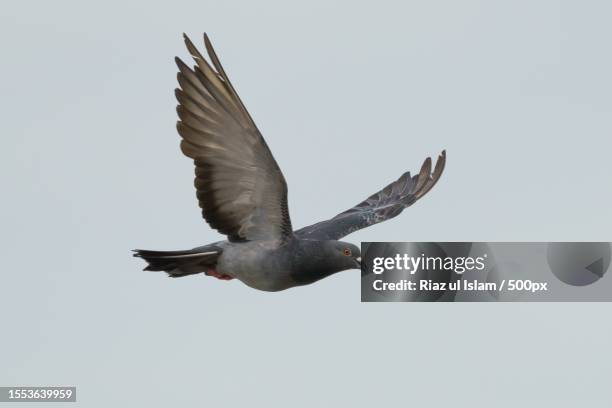 low angle view of pigeon flying against clear sky - common swift flying stock pictures, royalty-free photos & images
