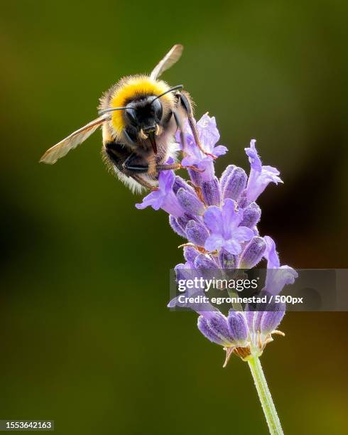 close-up of bee pollinating on purple flower - bumblebee stock pictures, royalty-free photos & images