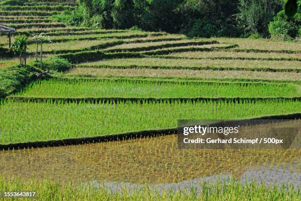 scenic view of agricultural field - gerhard schimpf fotografías e imágenes de stock