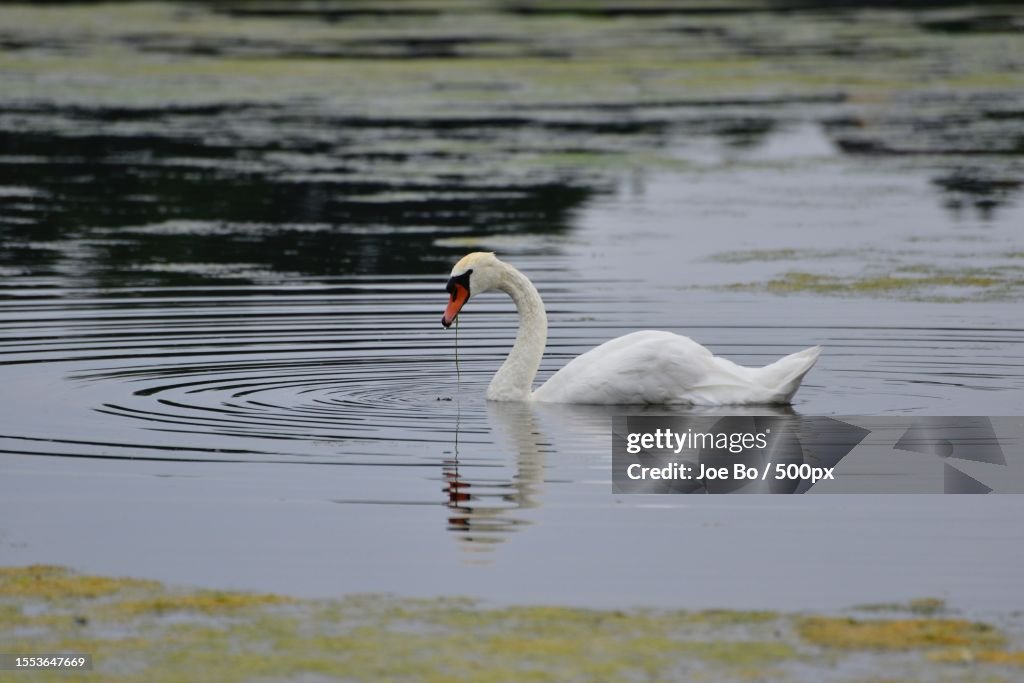 A mute swan