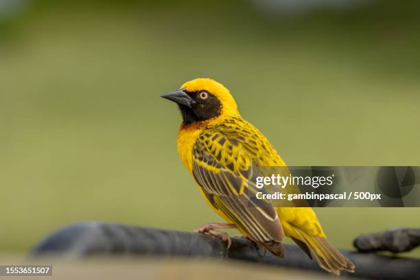 close-up of weavermasked weaver bird perching on wood - masked weaver bird stock pictures, royalty-free photos & images