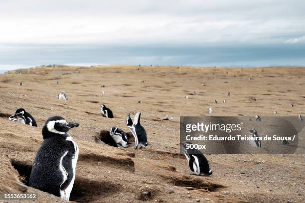 a penguins on the penguins at boulders beach - magellan penguin stock pictures, royalty-free photos & images