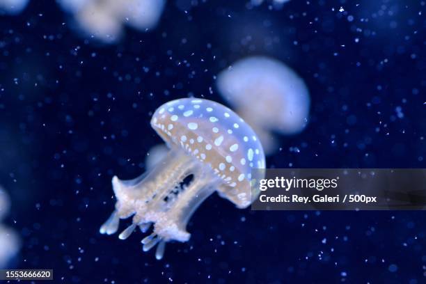 close-up of jellyfish swimming in sea - translucent stock pictures, royalty-free photos & images