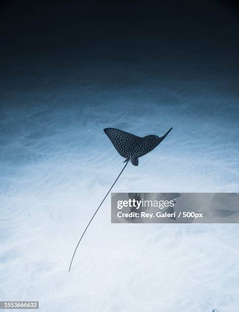 low angle view of kite flying against sky - dasiatide foto e immagini stock