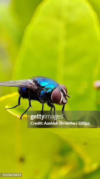 close-up of insect on leaf - house fly stock pictures, royalty-free photos & images