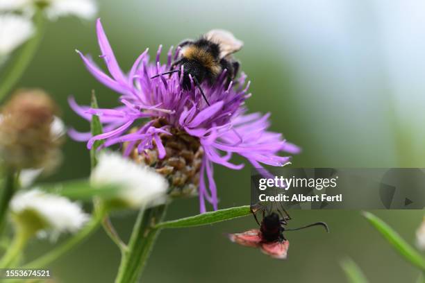bumblebee and zygaenidae on centaurea - bumble bee moth stock pictures, royalty-free photos & images