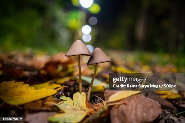 close-up of mushroom growing on field - parking log stock pictures, royalty-free photos & images