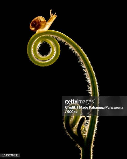 close-up of spiral flower against black background - tendril fotografías e imágenes de stock