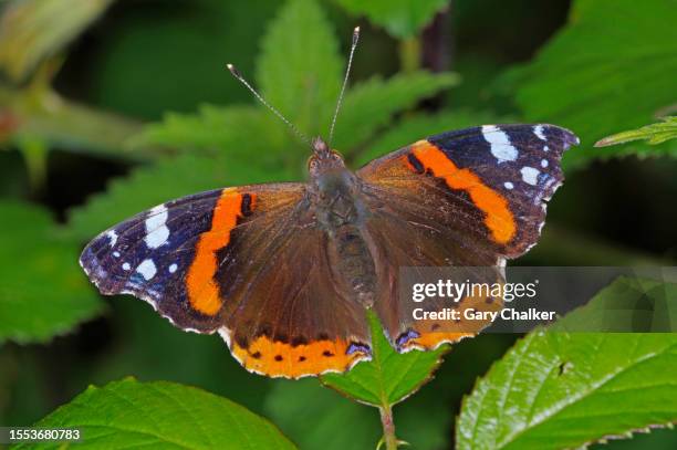 red admiral [ vanessa atalanta] butterfly - vanessa atalanta stock pictures, royalty-free photos & images