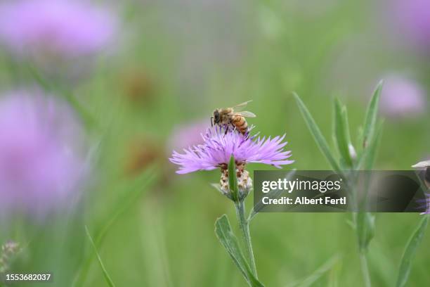 bee on a blooming centaurea - kornblume stock-fotos und bilder