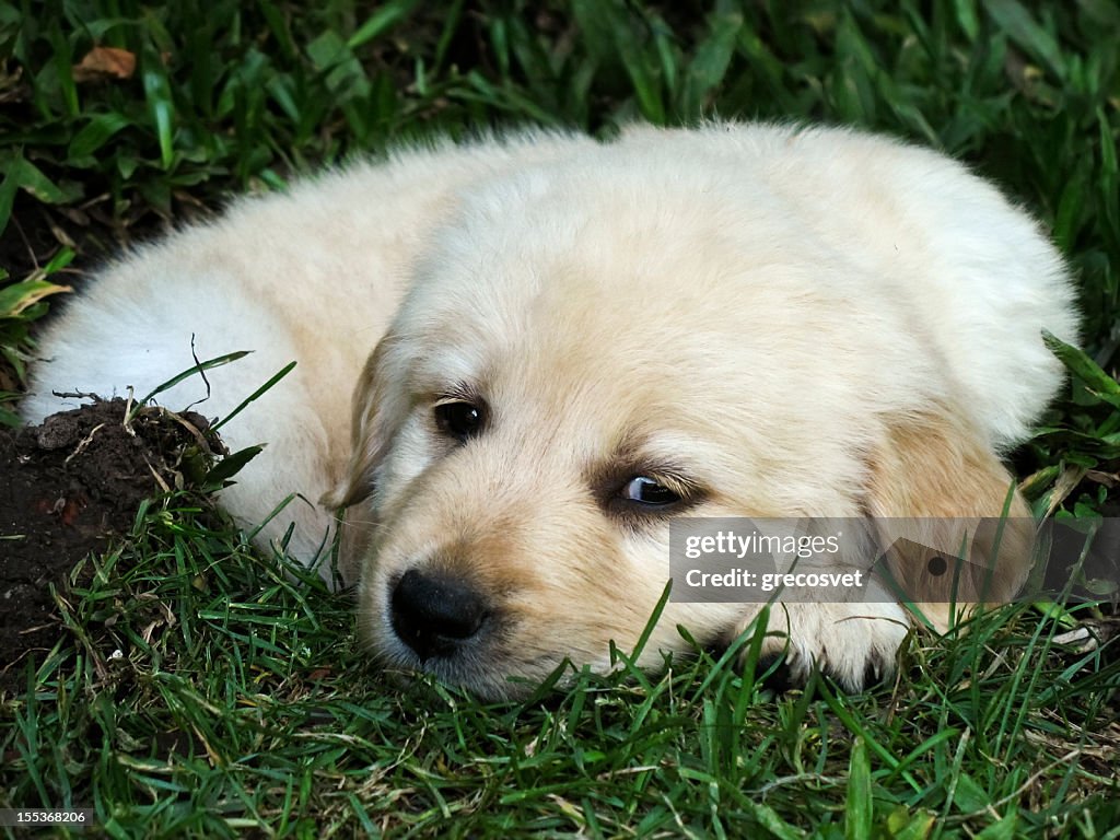 Baby Golden Retriever