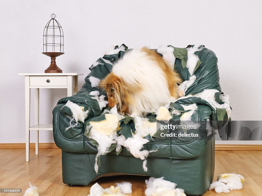 Colley dans un fauteuil en cuir usé