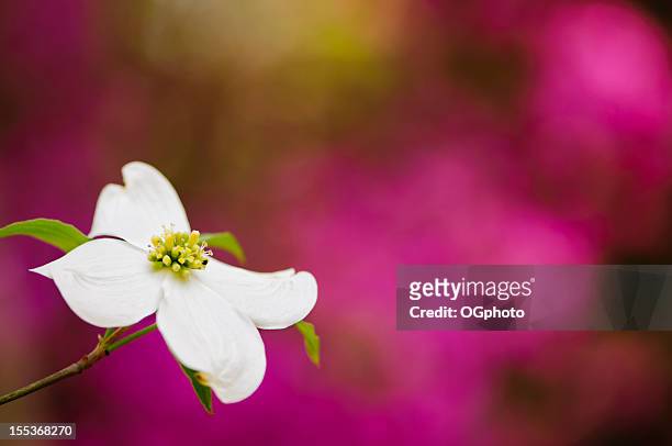 flowering dogwood blossoms - dogwood blossom stockfoto's en -beelden