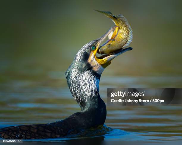 close-up of cormorant swimming in lake - phalacrocorax carbo stock pictures, royalty-free photos & images