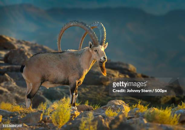 side view of ibex standing on rock against mountains - ibex 個照片及圖片檔