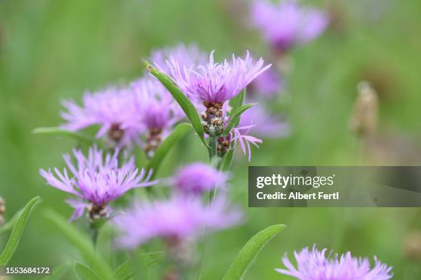 blooming centaurea - knapweed stock pictures, royalty-free photos & images