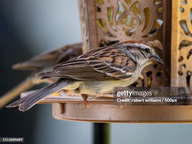 close-up of songsparrow perching on feeder,durham,north carolina,united states,usa - durham north carolina stock pictures, royalty-free photos & images