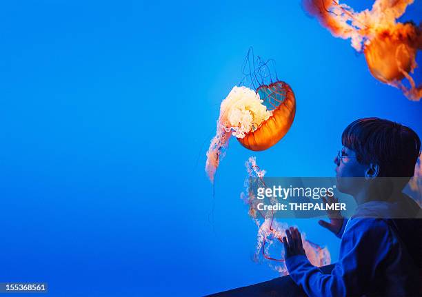 kid watching jellyfish at the aquarium - people at aquarium stock pictures, royalty-free photos & images