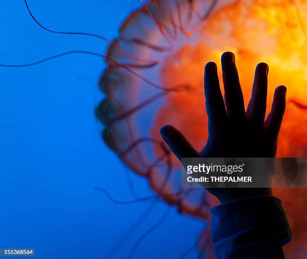 at the aquarium with jellyfish - people at aquarium stock pictures, royalty-free photos & images