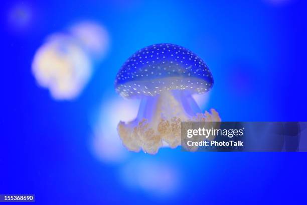 quallen-xl - edible jellyfish stock-fotos und bilder