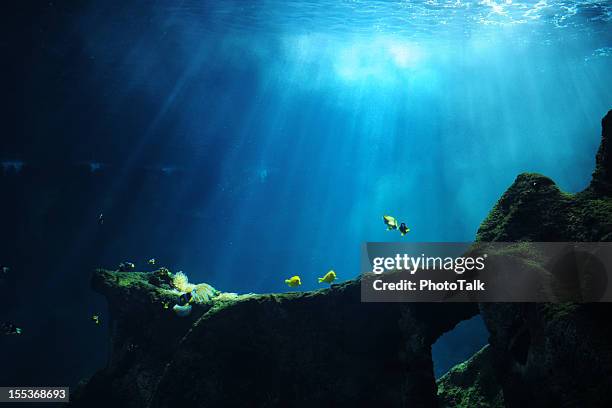 mondo sottomarino xlarge - mediterranean sea foto e immagini stock
