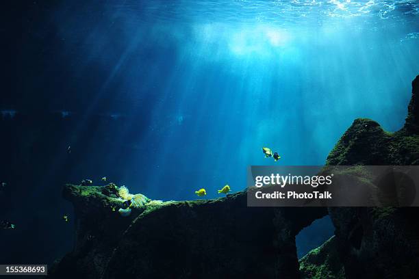 underwater world - xlarge - immersion stock pictures, royalty-free photos & images