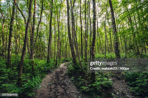 Maintenance Path 7,443 Maintenance Path Stock Photos, High-Res Pictures, and Images ...