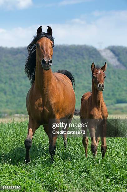 horses in summer pasture, arabian mare and foal motion - foap stock pictures, royalty-free photos & images