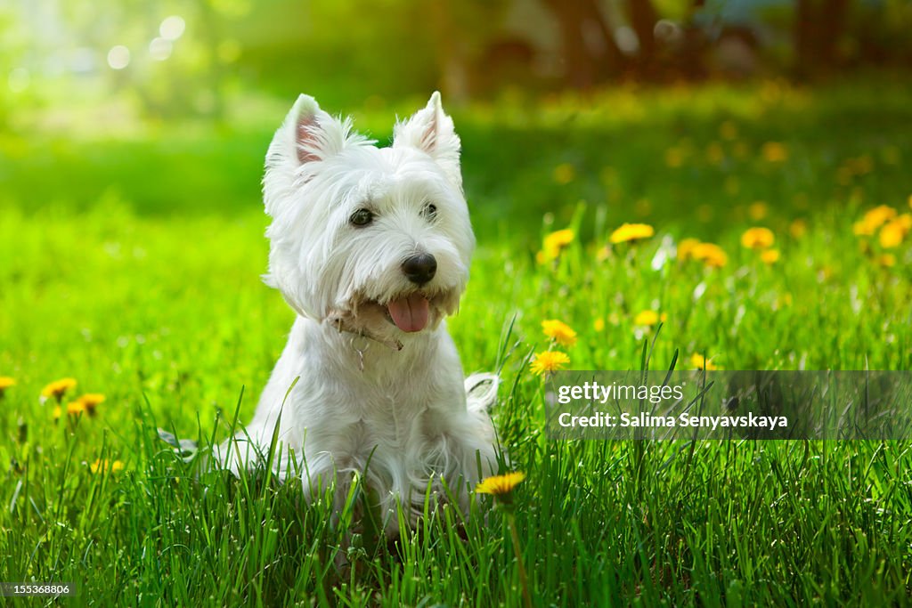 Small Westie in a field of yellow flowers