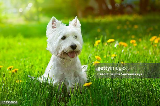 small westie in a field of yellow flowers - west highland white terrier stock pictures, royalty-free photos & images