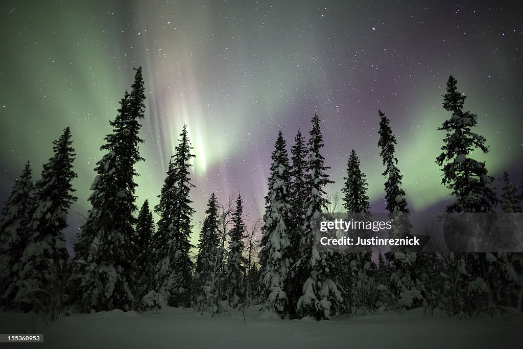 Aurora boreale con la neve e gli alberi