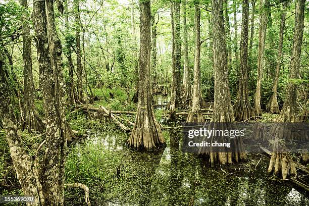 vista de la reserva nacional del gran ciprés - everglades national park fotografías e imágenes de stock