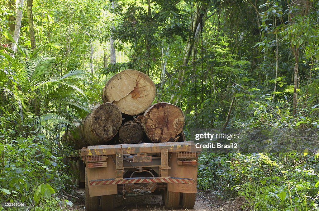 Deforestation in the  amazon rainforest