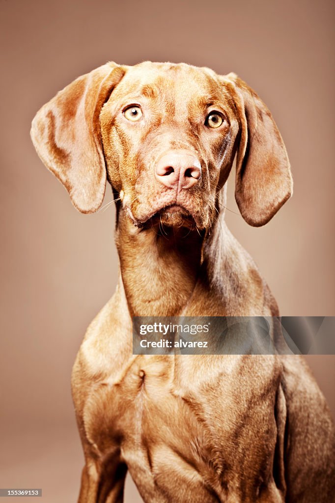 Retrato de um cão Magyar Vizsla