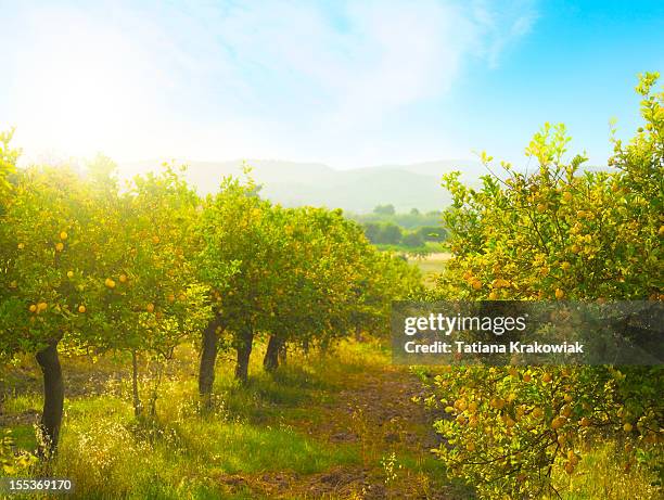 frutteto di limone - albero di limone foto e immagini stock