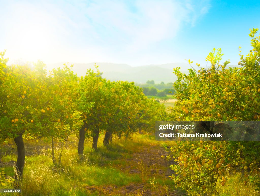 Lemon orchard
