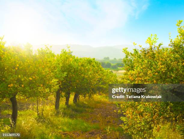 lemon orchard - orchard stock pictures, royalty-free photos & images