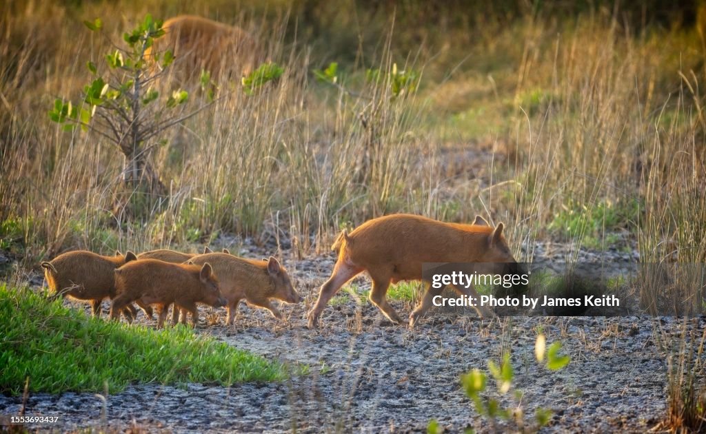 Feral Pigs