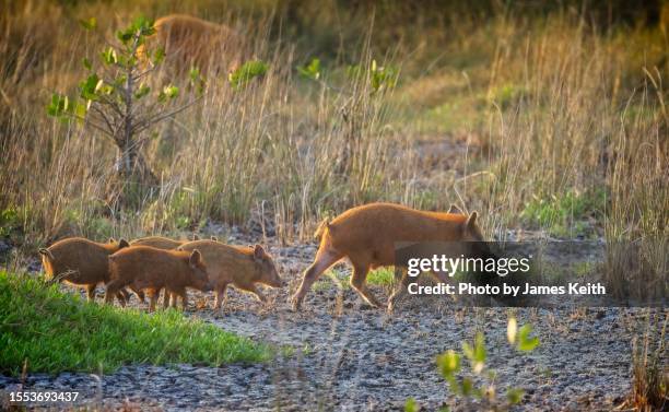 feral pigs - wild hog stock pictures, royalty-free photos & images