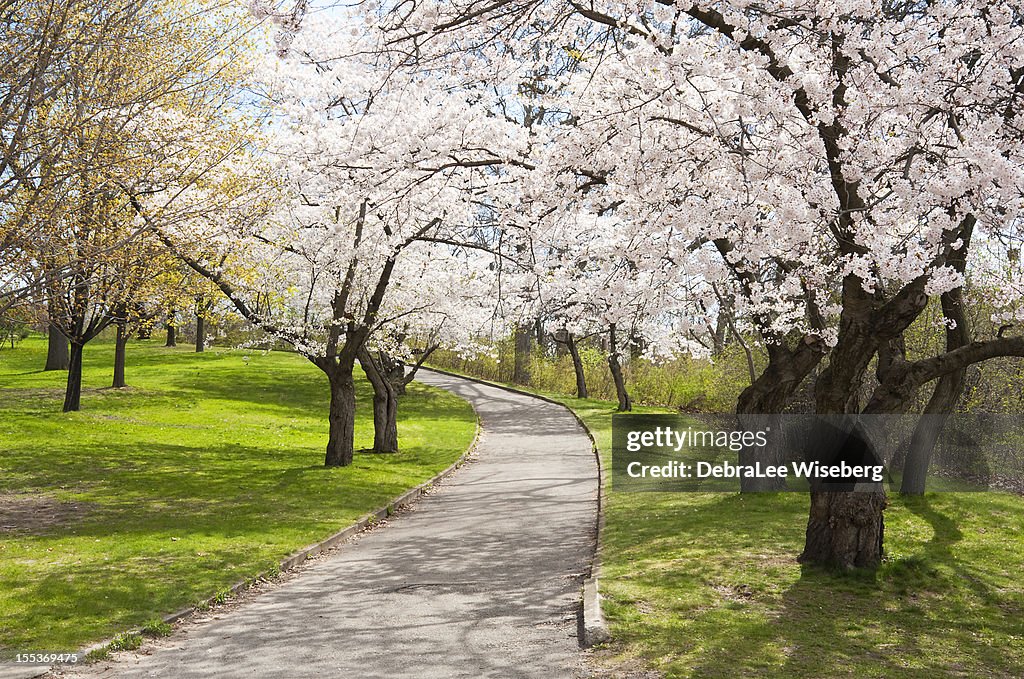 Uphill Climb with Cherry Trees