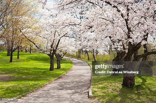 uphill climb with cherry trees - public park stock pictures, royalty-free photos & images